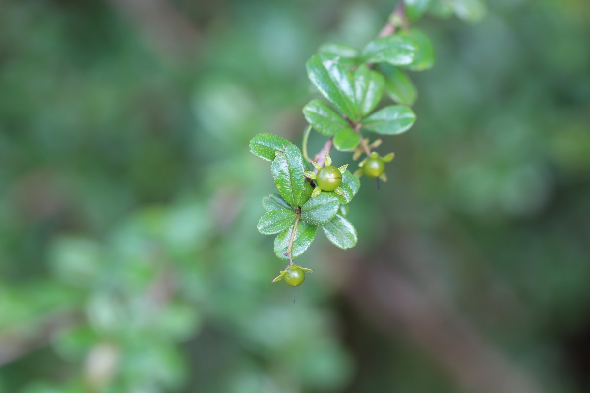 Ehretia microphylla Lam.